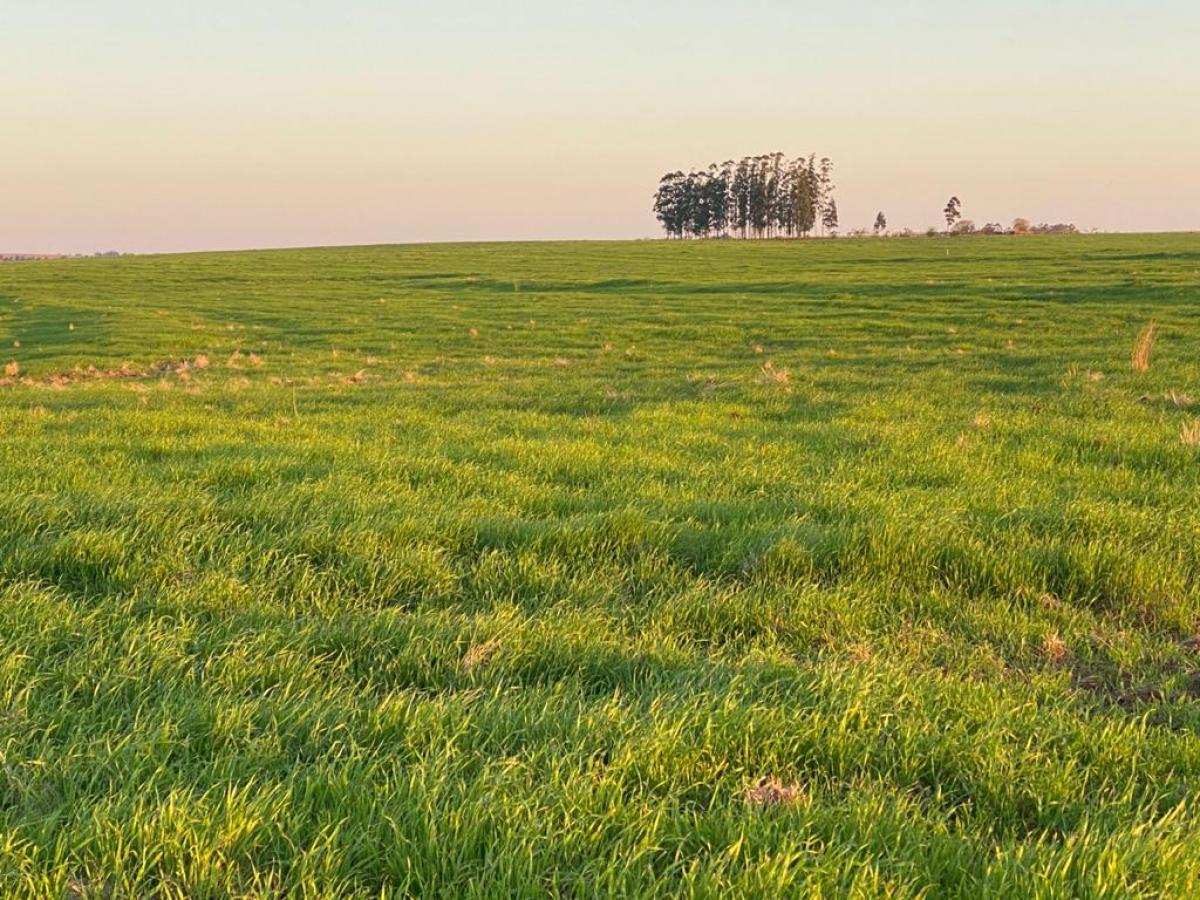 Fazenda de 2.124 ha a venda