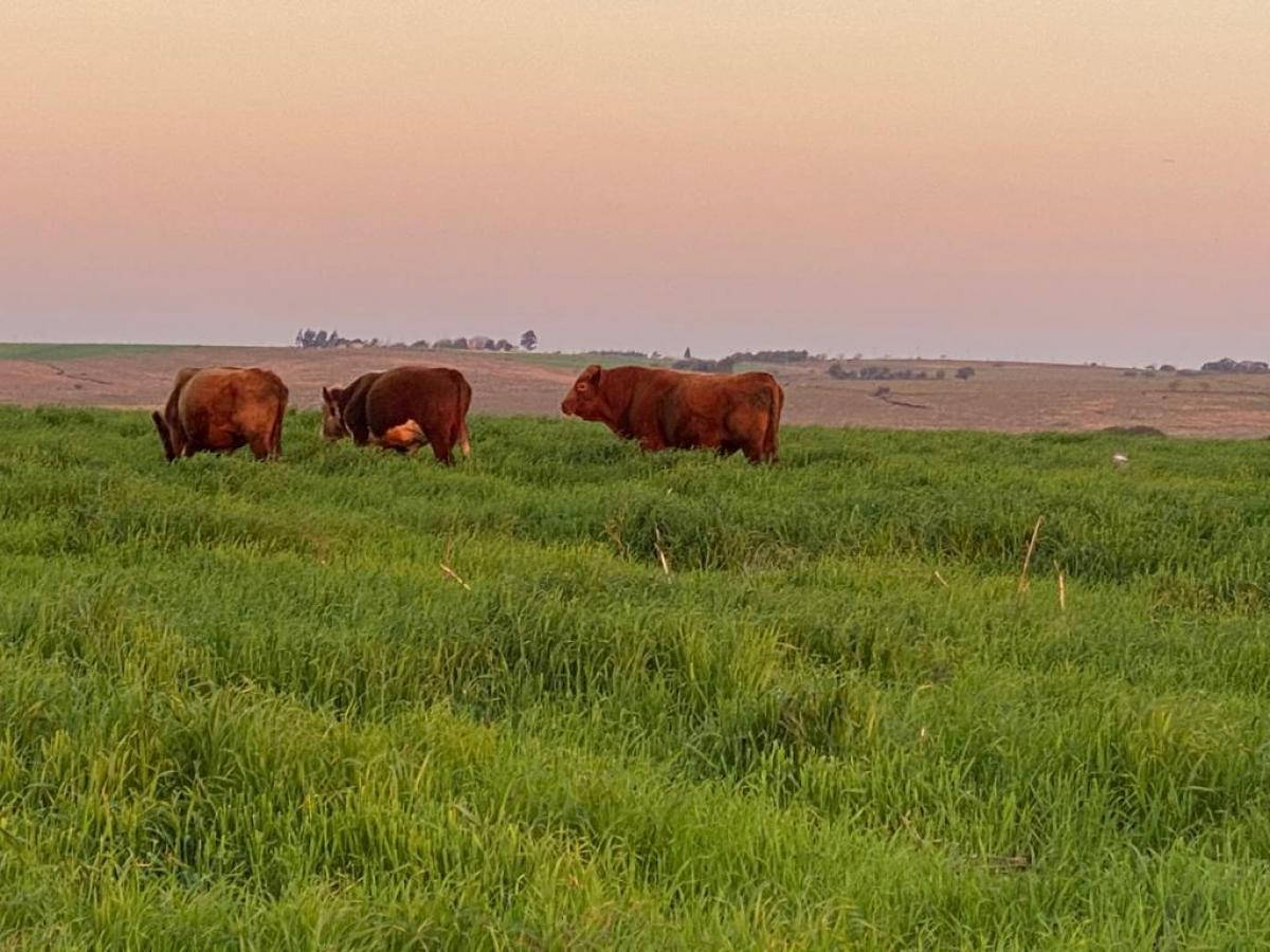 Fazenda de 2.144 ha a venda