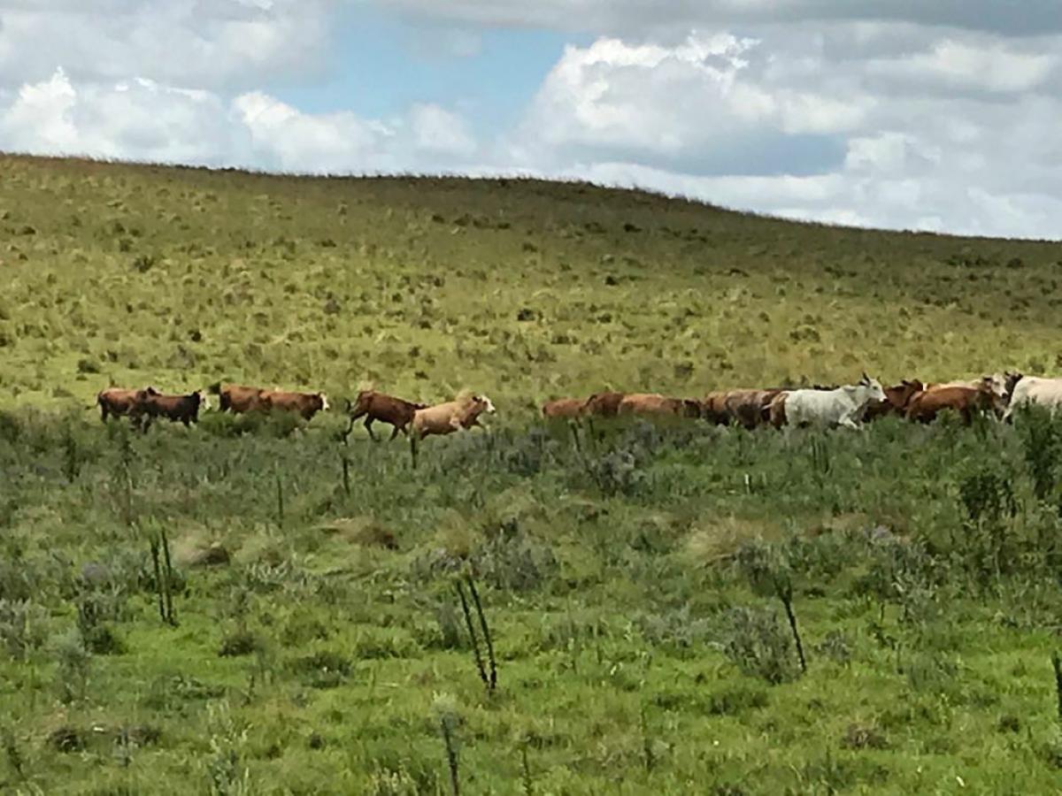 Fazenda com 950 ha a venda