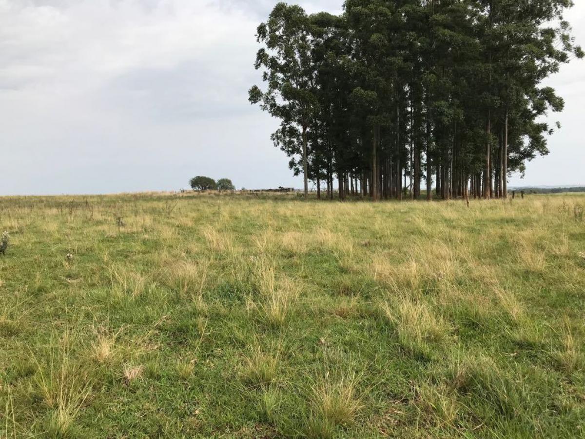 Fazenda com 1.190 ha a venda