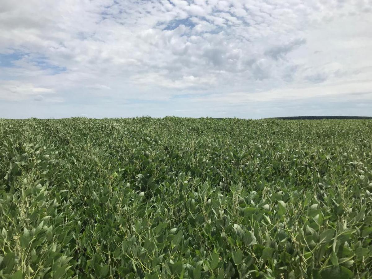 2.700 ha a venda