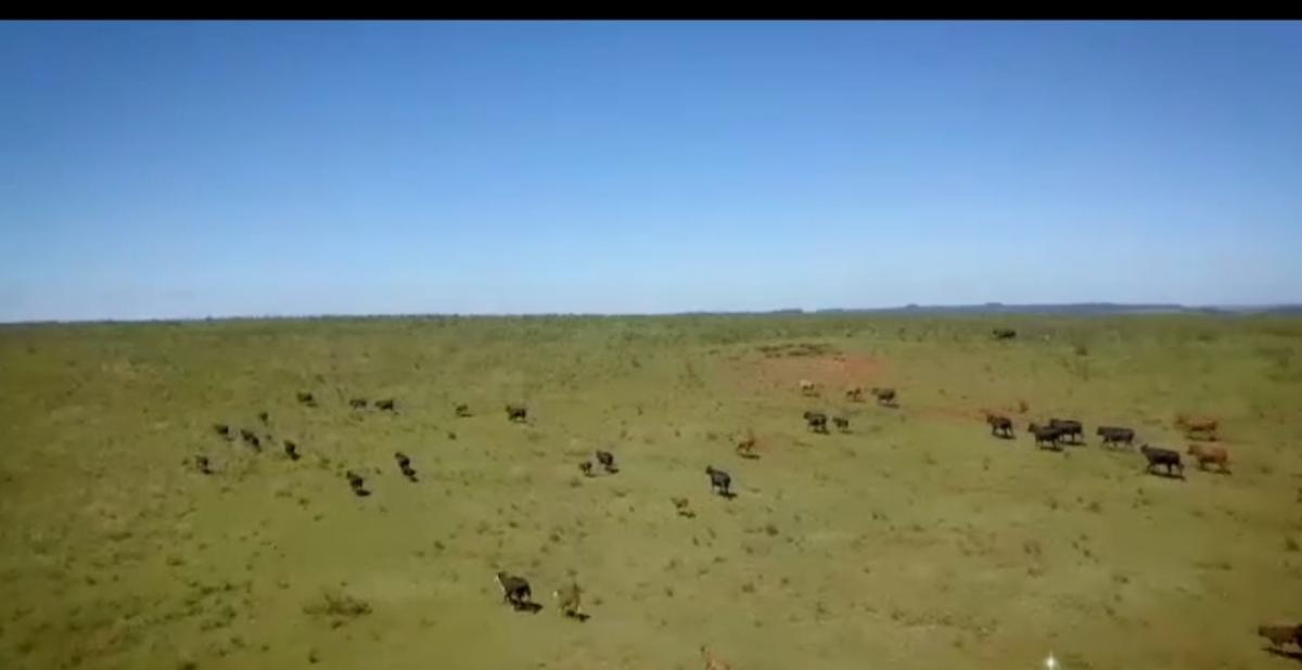 2.700 ha a venda