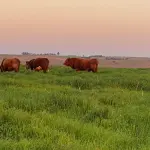 FAZENDA DE 2.144 HA A VENDA