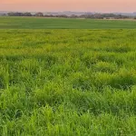 FAZENDA DE 2.144 HA A VENDA