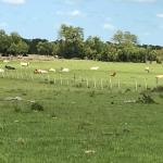 FAZENDA COM 1.190 HA A VENDA