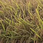 1020 HECTARES PARA ARROZ