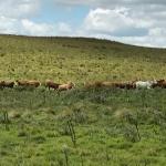 FAZENDA COM 950 HA A VENDA