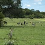 FAZENDA COM 1.190 HA A VENDA