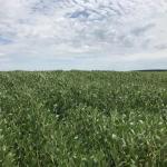 2.700 HA A VENDA